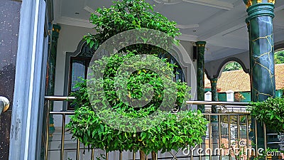 Shady bonsai tree planted in the yard of the house. Ornamental plant hobbyist Stock Photo