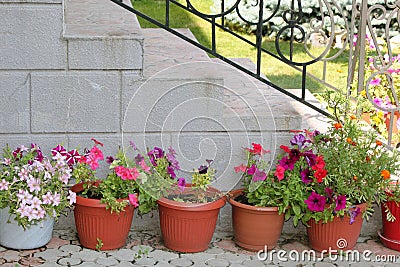 Shady corner of a garden with containers full of colorful flowers Stock Photo