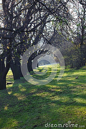 Shady green avenue of trees Stock Photo