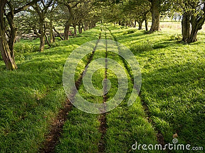 Shady Green Lane Track with Trees Stock Photo