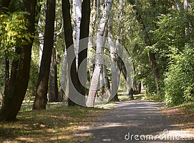 Shady lane, paved path way in a city park, sun rays through branches of trees Stock Photo