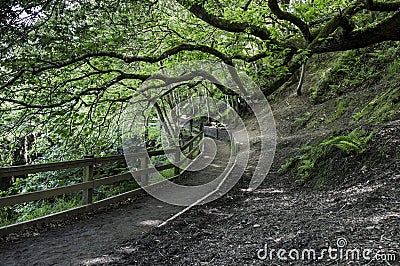 Shady path at Burrs Country Park, Bury Stock Photo