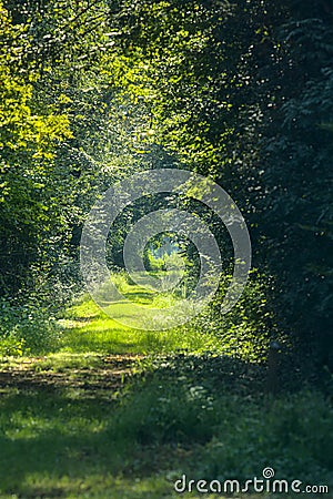 Shady path in a forest in the countryside in late summer Stock Photo