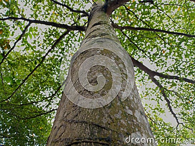 A shady tree full of bright green leaves basked in the summer sun Stock Photo