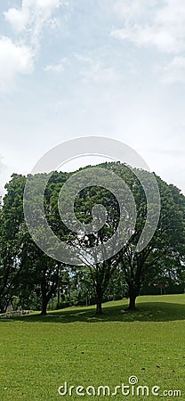 shady trees, fields, grass savannas, expansive Stock Photo