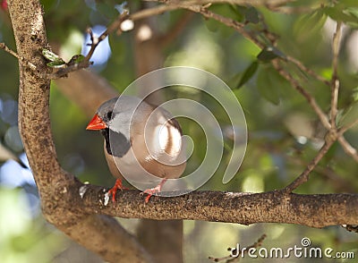 Shaft-tail Finch - Poephila acuticauda Stock Photo