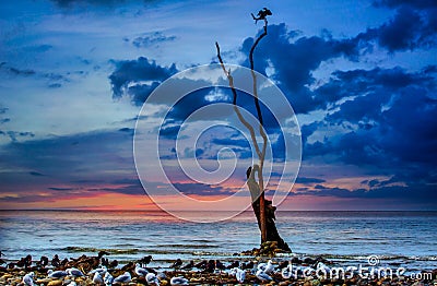 Shag sitting on the op of the tree growing out of the sea Stock Photo