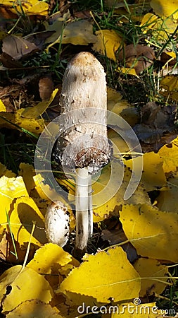 Shagge Mane Wild Mushroom Stock Photo