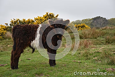Shaggy Belted Galloway Calf with Golden Yellow Gorse in Bloom Editorial Stock Photo