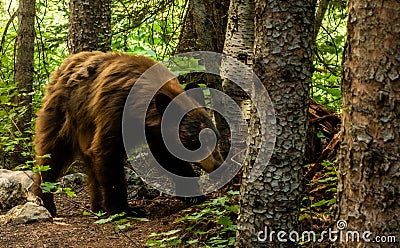 Shaggy Black Bear Wanders into Forest in Grand Teton Stock Photo