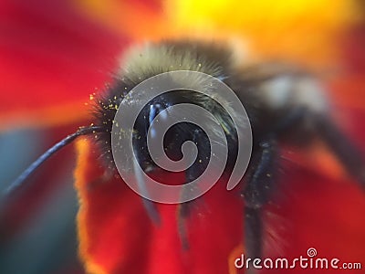 Shaggy bumblebee Stock Photo