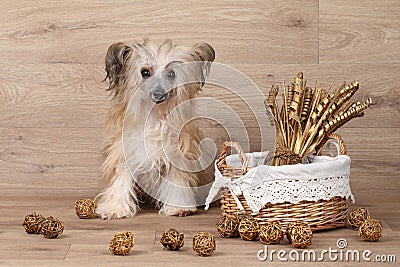 Shaggy Chinese Crested dog near basket with dried flowers Stock Photo
