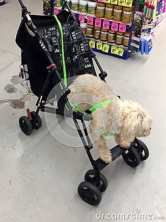 Shaggy Dog in a Baby Pram Editorial Stock Photo