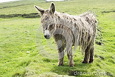 Shaggy Donkey on abandoned ground in Ireland Stock Photo