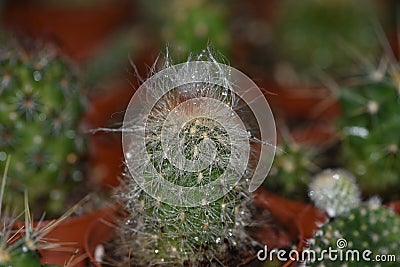 Shaggy green cactus, Shaggy round cactus Stock Photo