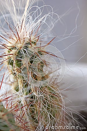 Shaggy green cactus Stock Photo