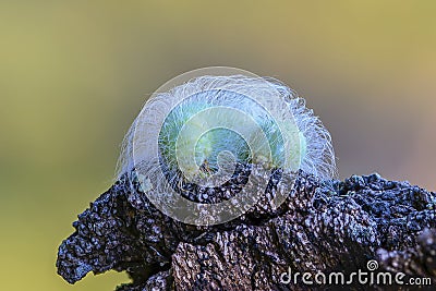 Shaggy green caterpillar sits on stump Stock Photo