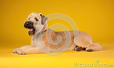 a shaggy haired dog laying down on a yellow background with its mouth open and tongue out, looking at the camera with a smile on Stock Photo