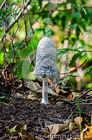 Shaggy ink cap grow in forest Stock Photo