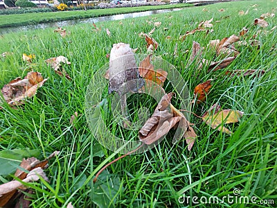 shaggy ink cap or lawyers wig (Coprinus comatus) common fungus in the grass Stock Photo