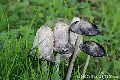 shaggy ink cap or lawyers wig (Coprinus comatus) common fungus in the grass Stock Photo