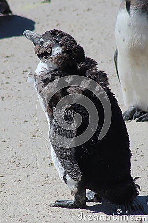 Molting African Penguin Stock Photo