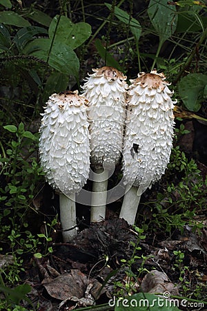 Shaggy Mane Stock Photo