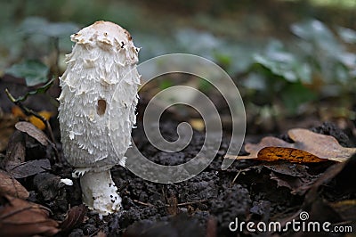 Shaggy Mane (Coprinus comatus)ï»¿ Stock Photo