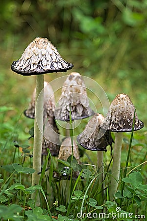 Shaggy Mane Inky Cap mushrooms Stock Photo