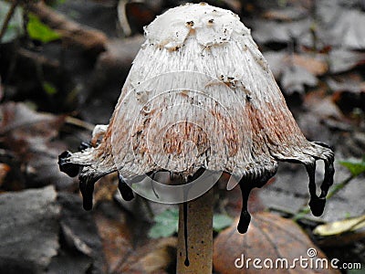 Shaggy Mane Mushroom ink cap Stock Photo