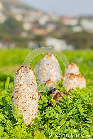 Shaggy Mane Wild edible mushroom growing in a country meadow Stock Photo