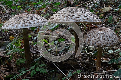 Parasol Mushrooms, spectacular, upstanding and outstanding. Stock Photo