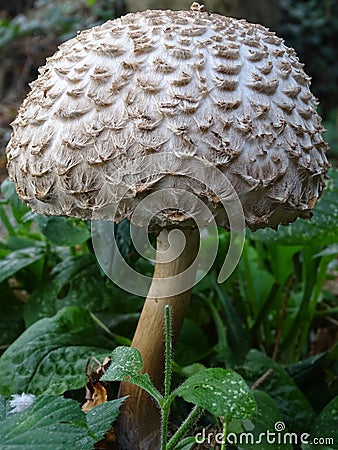 Shaggy Parasol mushrooms spectacular, upstanding, and outstanding. Stock Photo