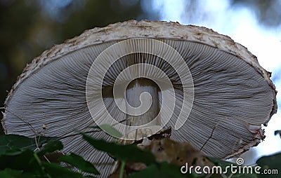 Shaggy Parasol mushrooms spectacular, upstanding, and outstanding. Stock Photo