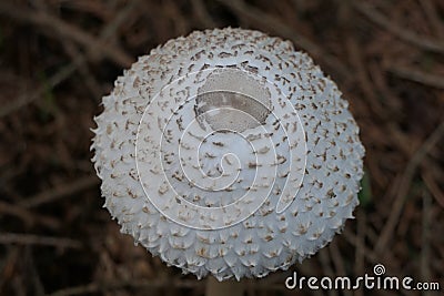 Shaggy Parasol mushrooms spectacular, upstanding, and outstanding. Stock Photo