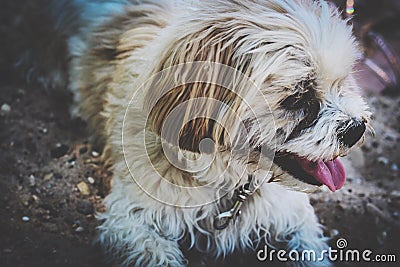 shaggy puppy Stock Photo