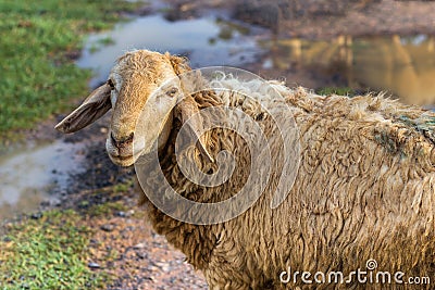 Shaggy sheep Stock Photo