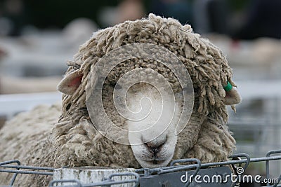 Shaggy sheep in the pens Stock Photo