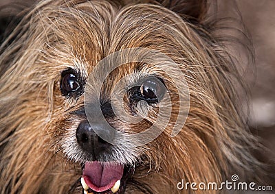 Shaka the Australian Silky Terrier Stock Photo