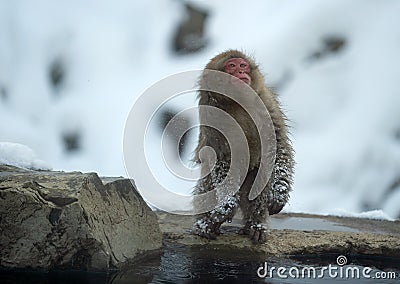 shakes,adult,animals,cold,cold weather,cute,face,fauna,frost,fur,fuscata,habitat,hair,hairy,hot,hot spring,japan,japanese,japanese Stock Photo