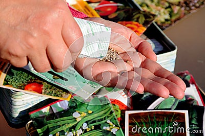 Shaking coriander seeds into hand for sowing. Editorial Stock Photo
