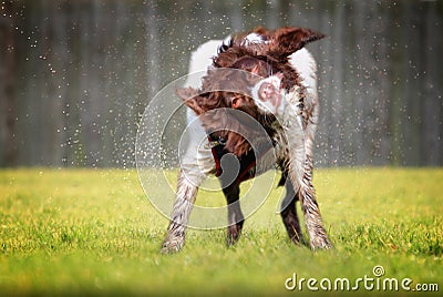 Shaking wet dog Stock Photo