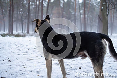 Shaky and hungry homeless dog from the cold in the forest. Stock Photo