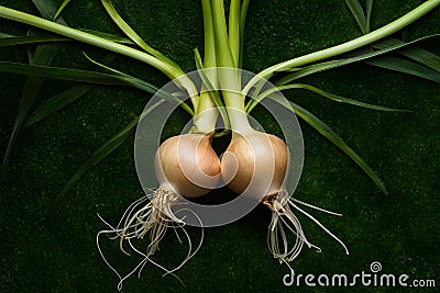 Shallot, versatile ingredient for medicinal and culinary purposes photo Stock Photo