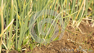 Shallots enter the harvest season, looking lush and weighty. Stock Photo