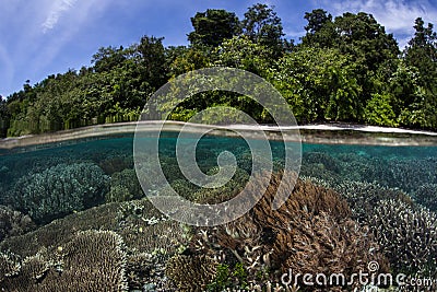 Shallow Coral Reef 2 Stock Photo