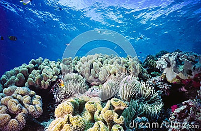 Shallow Coral reef Palau Micronesia Stock Photo