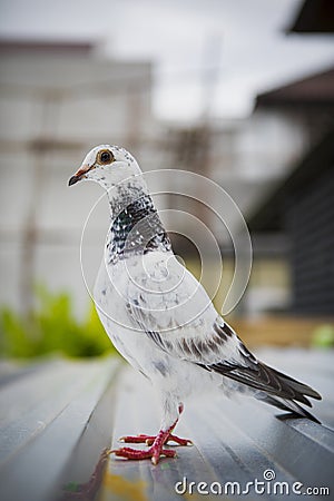 Shallow depth of field of homing speed racing pigeon standing on home loft roof Stock Photo