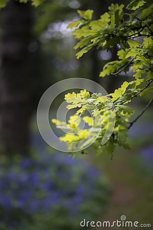 Shallow depth of field landscape of vibrant bluebell woods in Sp Stock Photo