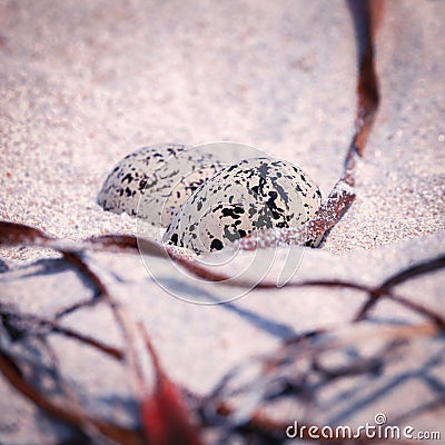 A shallow depth of field macro shot of two cream and brown speckled eggs nestled in a shallow scrape in sand, the nearest egg in Stock Photo